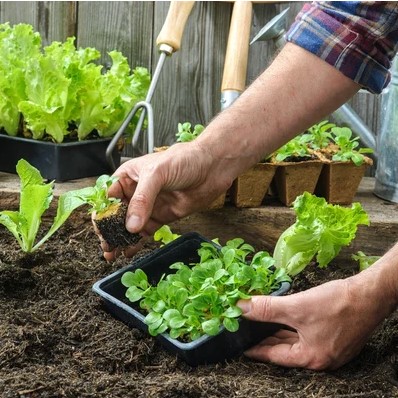 Создание устойчивого сада: руководство по пермакультуре для начинающих